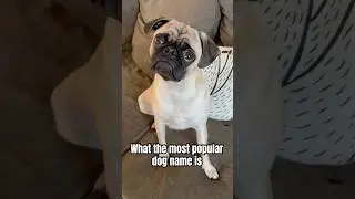 What&rsquo;s your dogs name?🐶🤎#dog #pug #shorts #shortvideo #puppy