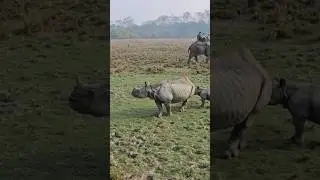 Pobitora wildlife sanctuary assam Guwahati. Best tourist places 👌 for One Horn Rhino .