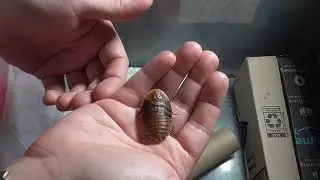 Critter Chatter Ep3 - All about Discoid roach lifespan, birth, sexing