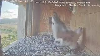 Orange Australia-Girri nibbled on leftovers, practiced wings. Mom arrived no food,flew-202511301909