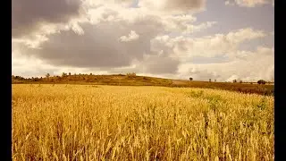 Amber Harvest : Roughlea @roughlea_music