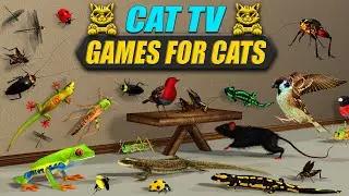 3d Cat TV 🐱 | Cat Games Compilation &ndash; Birds, Lizards, Bugs & Mouse for Cats