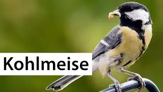 V&ouml;gel erkennen: Die Kohlmeise | Wildvogelverzeichnis