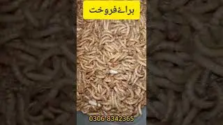 mealworm farming for beginners