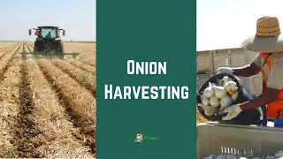 Onion Harvest in California: Onion Harvesting by Hand