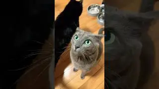 Beautiful blue cat with green eyes! 🥰#cuteanimal #cute #cutecat #cutepet #kitten #blue#funnycat