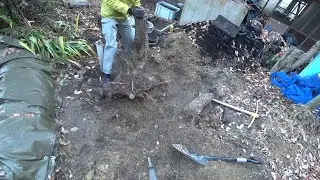 Nature Wonderland; finally removing the big plum tree stub in the back section 20250109