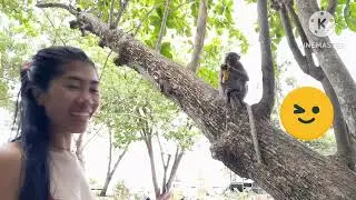 Monkey Feeding | aggressive monkey | I love banana 🍌