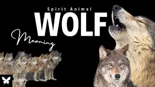 Wolf Spirit Animal | Wolf Spirit Guide | Wolf Symbolism | Wolf Totem