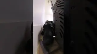 POV Hidden Mold  #renovation #molddog #detectiondog #dog #hiddenmold #mold