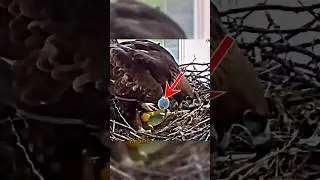 A mother eagle great story #shorts #reels