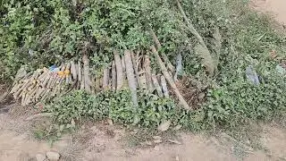 no yg roob txua qau lo txog ntua xb ce siv mu noj mu hau lm o 
