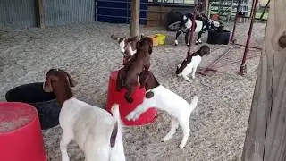 Goat Behavioral Development - Rance Musco