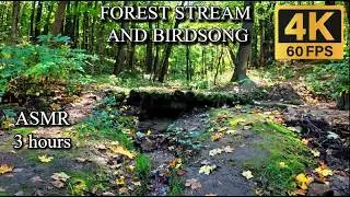 FOREST STREAM AND BIRDSONG 🌿 | GENTLE WATER SOUNDS AND RELAXING NATURE ASMR. 🕊️ 4K 📺