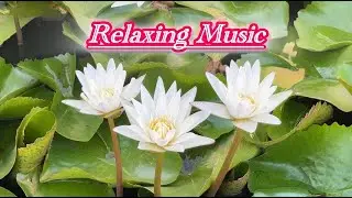 Relaxing Music Restores the Nervous System 🍃 Stress Relief Music, Healing Music 📚 Study Music