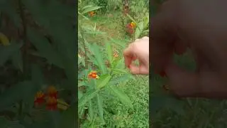 Milk weed flower ( Asclepias curassavica) #nosepin  #childhoodmemories #funny #nature #memes