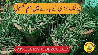 Important revelations about the vegetable Chong/ Benefits of Chong/ Caralluma tuberculata