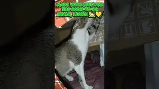 DIY CAT House #diy #catlife #cat #catvideos #catshorts #catlovers #catparent #catparade #cathouse