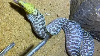 Diving under the sea to catch eels, crabs and sea cucumbers | Part 99-2