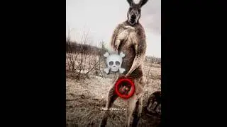 Speed Shocked About Male Kangaroos💀#ishowspeed #kangaroo #edit