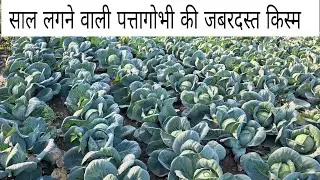 Kalash Seeds hybrid Cabbage KSP Chemp  Munga ka kheda Chittorgarh 