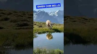 🇨🇭Swiss Cow Bells | #shorts