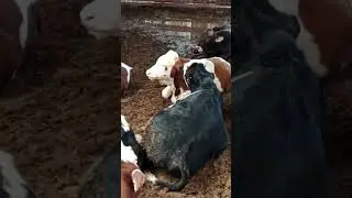 #ineknasılbeslenir #cow #jersey #animals #inek #farm #hayvancılık #hayvansevgisi #holstein #kangal