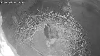 Excel/Fort St Vrain Eagles~Early AM-Pa Arrives for Egg Duty-Egg Views-_3/30/25