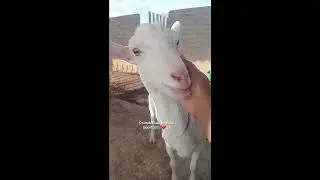 o melhor lugar #cabras #fazenda #cabrasleiteiras #cabrito