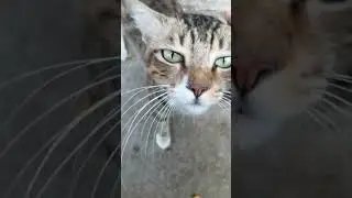 Found a cat having ear injury! His tail is fluffy on the tip. Very friendly but not speaking at all?