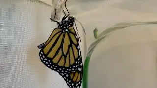 Day34- Monarch emerges from its chrysalis
