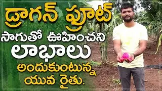 Dragon Fruit Farming in Telugu | డ్రాగన్ ఫ్రూట్ సాగు | Dragon Fruit Farming | Jai Kisan