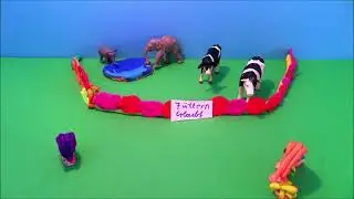 Der Zoofilm