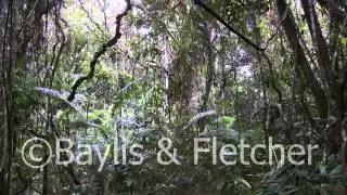 Lowland rainforest swamp, Malaysia. 20110109_101737.mp4