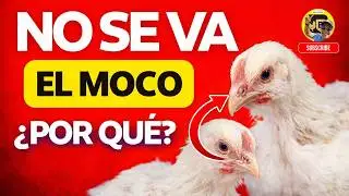 🚨🐔 Por ESTO tus pollos de engorde NO se curan del MOCO (Error mortal) ❌💀