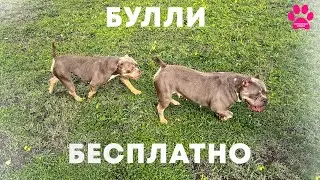 Раздаем БЕСПЛАТНО - Американских Булли! Но не всем. Выбираем ЛУЧШИХ хозяев для наших собак!