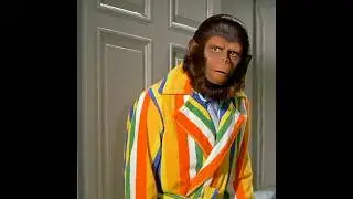 The ape couple began exploring Earth!#viralvideo #shortvideo #shorts #foryou