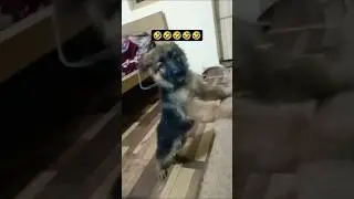 Viral 🤣😝 #pets #simmba #funny #memes #simba #babapetsinfo #shorts #humor #comedy  #youtubeshorts