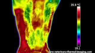 Horse Dental Pain Identified Using Equine Thermography