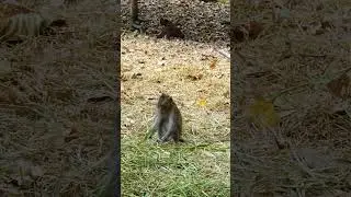 Amazing monkey collection #monkeylucky #animalphotos #funnymonky