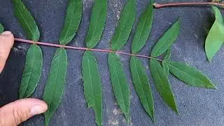 Gulf Coast Sumacs
