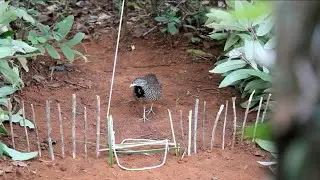 the quail bird in jungle look for food