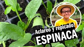 COMO SEMBRAR ESPINACAS EN TU HUERTA - ACLAREO Y REPICADO MUY FACIL! - LA GRANJA DEL BORREGO