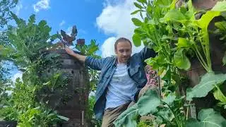 Our Food Systems Demand Drastic Change - Soil Centric Vertical Agriculture is a Solution