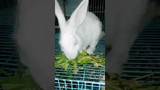 the boss #shorts #rabbit #trending #viral #youtubeshorts