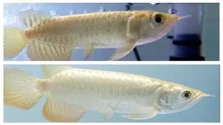 Malaysian Arowana | MGBB | 4Inch to 8inch