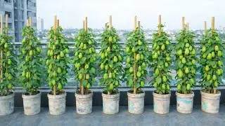 Grow Chayote on a Balcony? Here&rsquo;s the Secret to Success!