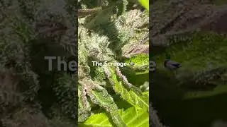 The Scrooge 🦆 compound genetics 🧬 outside