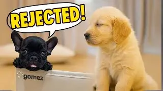 Tiny Frenchie Cries: &lsquo;My Fluffy Friend Said No to Playtime!&rsquo; 🐶💔😂Gomez ep1