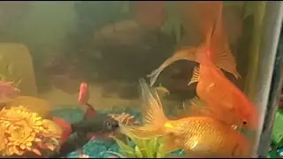 hi!